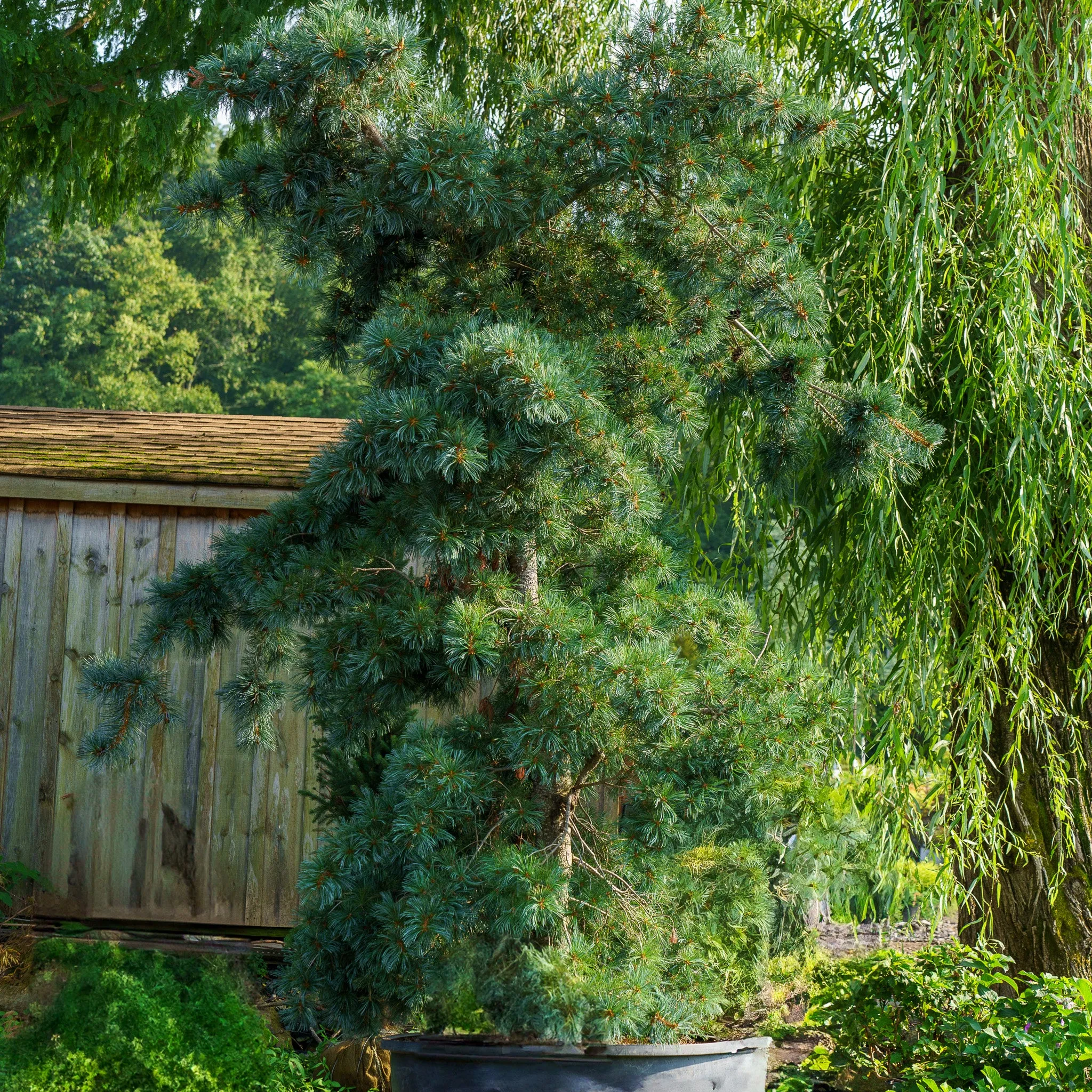 Negishi Japanese White Pine
